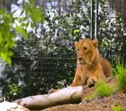 Mysore_Zoo.webp